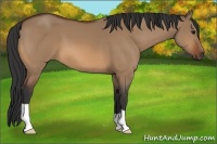 Horse Color:Bay Dun