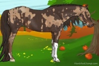 Horse Color:Amber Champagne  and Liver Chestnut Tobiano 