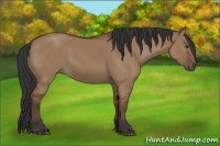 Horse Color:Bay Dun