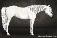 Horse Color:Cremello Sabino  and Cremello Sabino Rabicano 