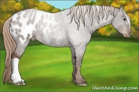 Horse Color:Liver Chestnut Appaloosa