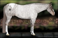 Horse Color:Liver Chestnut Appaloosa 