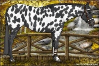 Horse Color:Black Appaloosa