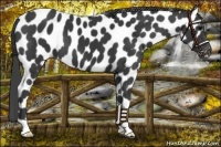 Horse Color:Black Appaloosa 