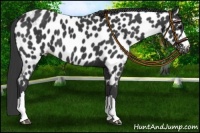 Horse Color:Black Near Leopard 