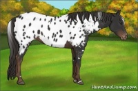 Horse Color:White Spotted Liver Chestnut Appaloosa 