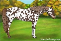 Horse Color:Liver Chestnut Appaloosa Rabicano 