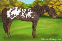 Horse Color:White Spotted Liver Chestnut Blanket 