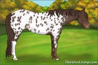 Horse Color:Liver Chestnut Near Leopard Rabicano 