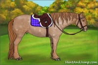 Horse Color:Red Roan Sabino