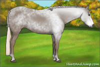 Horse Color:Gray Chestnut 