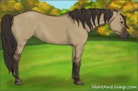 Horse Color:Liver Red Dun 