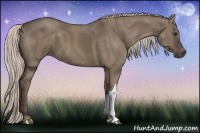 Horse Color:Silver Grullo 