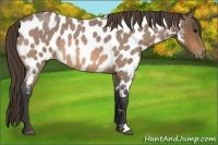 Horse Color:Buckskin Roan Appaloosa 