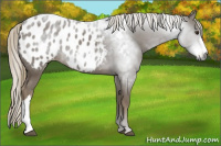 Horse Color:Gray Chestnut Appaloosa 