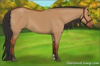 Horse Color:Bay Dun
