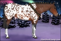Horse Color:Bay Appaloosa 