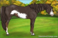 Horse Color:Liver Chestnut Sabino Frame 
