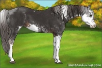 Horse Color:Liver Chestnut Sabino 