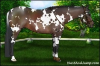 Horse Color:White Spotted Bay 