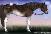 Horse Color:Liver Chestnut Ice Sabino Tobiano 