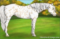 Horse Color:Silver Amber Champagne Appaloosa 