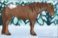 Horse Color:Chestnut Appaloosa 