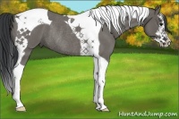 Horse Color:Grullo Roan Splash Tobiano Rabicano 