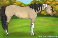 Horse Color:Bay Dun Tobiano Rabicano