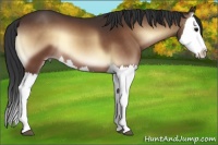 Horse Color:Bay Onyx Splash 