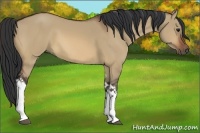Horse Color:Bay Dun Tobiano