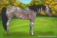 Horse Color:Bay Ice Rabicano 