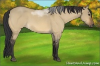 Horse Color:Bay Roan Dun 