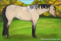 Horse Color:Brown Roan Dun 