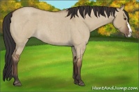 Horse Color:Bay Roan Dun Splash
