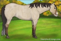 Horse Color:Bay Roan Dun Splash