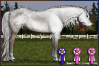 Horse Color:Gray Bay 