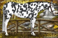 Horse Color:Black Sabino Splash Leopard 