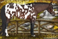 Horse Color:Bay Appaloosa 