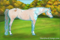 Horse Color:Gray Thunderstruck Black Appaloosa  and Buckskin Appaloosa Rabicano 