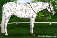 Horse Color:Silver Grullo Roan Near Leopard 