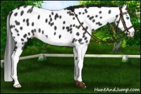 Horse Color:Liver Chestnut Sabino Splash Near Leopard 