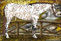 Horse Color:Brown Roan Dun Near Leopard 
