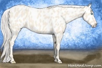 Horse Color:Cremello Appaloosa 