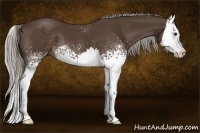Horse Color:White Spotted Liver Chestnut Splash 