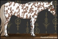Horse Color:Red Roan Leopard 