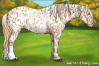Horse Color:Chestnut Blanket and Gold Champagne Blanket