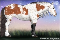 Horse Color:Bay Snowflake Varnish  and Chestnut Snowflake Varnish 