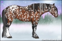 Horse Color:Brown Appaloosa  and Brown Appaloosa 