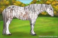 Horse Color:Bay Appaloosa  and Bay Splash Appaloosa 